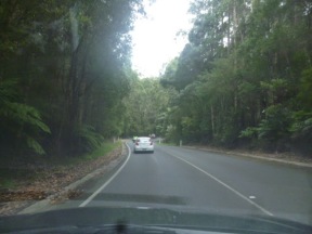 Cape Otway Jungle Drive